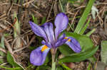 Dwarfe iris